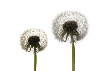 dandelions on a white background