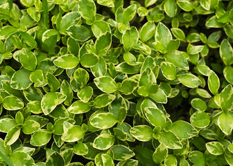 green leaves with a white edge Winter reptile
