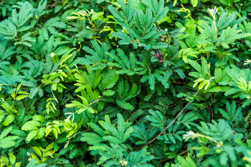 Close up of green leaves of tropical trees
