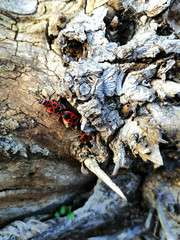 Red beetles on the bark of a dry tree.