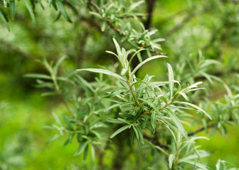 Sea buckthorn branch in spring