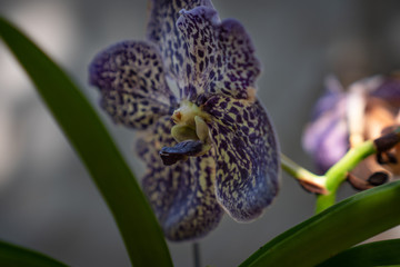 Organically grown natural orchids in a home garden