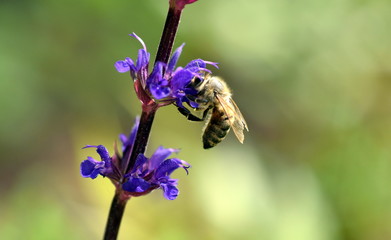 Biene auf einer Salbeiblüte