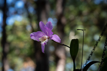Organically grown natural orchids in a home garden