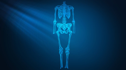 3d illustration scanned human skeleton.