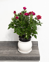 Red roses in a ceramic pot on a white wall background