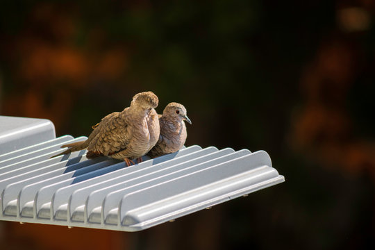 Couple of lovebirds who live in the city, perch on a streetlight,