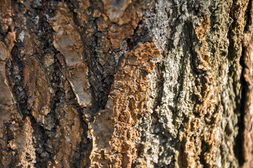 Apricot tree bark lit by sun. Brown bark texture photo. Close up, selective focus