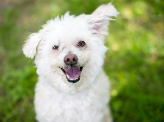 A furry white Poodle mixed breed dog looking up with a happy expression