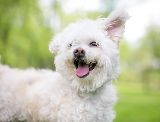 A furry white Poodle mixed breed dog with floppy ears and a happy expression