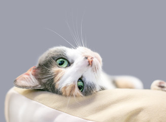 Fototapeta premium A Dilute Calico domestic shorthair cat with green eyes relaxing upside down in a cat bed