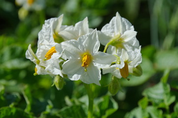 White potato flowers close up