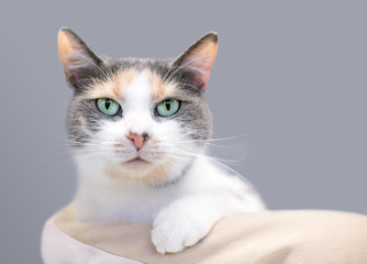 A Dilute Calico domestic shorthair cat with green eyes relaxing in a cat bed