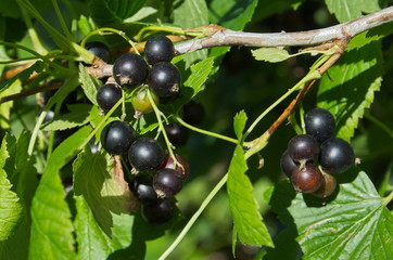 Black currant berries on a branch