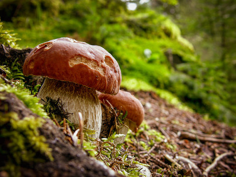 Mushrooms in the forest - Boletus edulis
