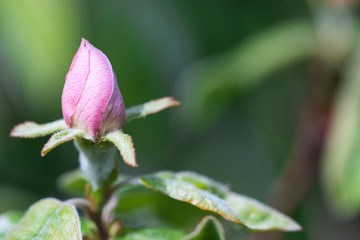 Quince fruit tree pale pink and rose hairy blossom bud macro texture, growing in the spring garden in gentle sunlight, blurred green background