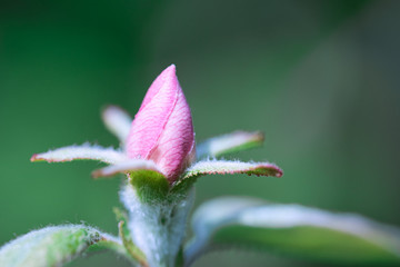 Quince fruit tree pale pink and rose hairy blossom bud macro texture, growing in the spring garden in gentle sunlight, blurred green background