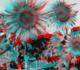 Anaglyph effect of sunflowers.