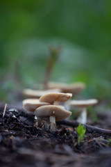 Flat topped Agaric