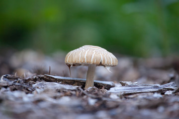 Flat topped Agaric