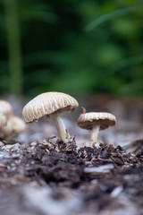 Flat topped Agaric