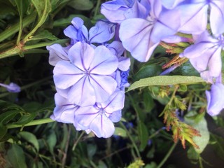 blue flowers in the garden