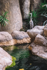 Fototapeta premium Stork On The Stones