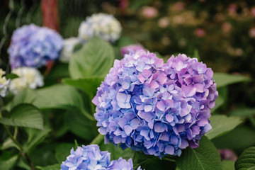 Violet and blue hydrangea macrophylla flower in a garden. A lush bush adorns the garden with its beautiful flowers bud.