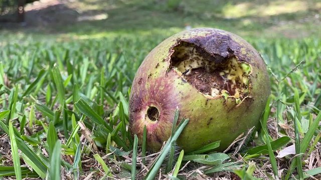 Timelapse of an avocado fallen from a tree being devoured by hungry ants
