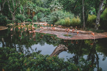 Flamingos by the lake - obrazy, fototapety, plakaty