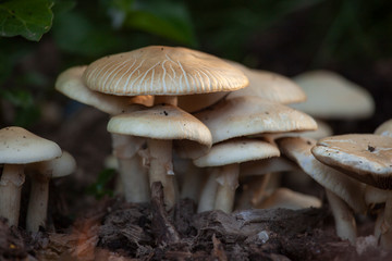 Flat topped Agaric