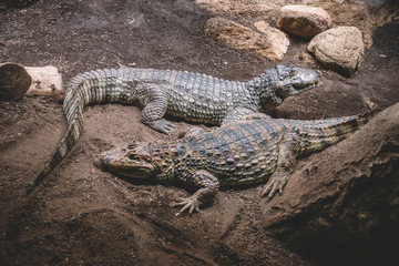 Two Alligators