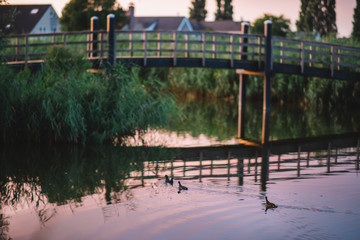 Fototapeta na wymiar Ducks In The River