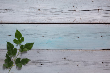 Blue wooden background from vintage boards, copy space, green leaves.