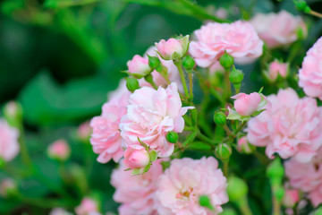 Beautiful roses in the garden. Summer day. Lush bright buds.