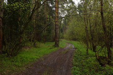 Forest road after rain