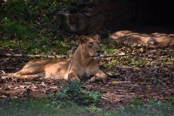 Pride of big cat