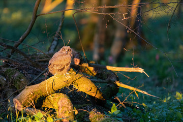 Uhu Küken Jungvogel in freier Wildbahn in der Abendsonne