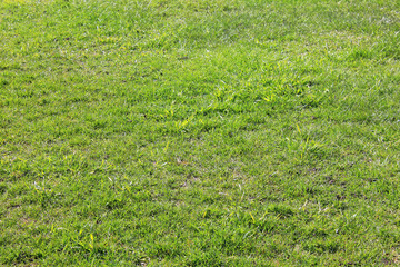 Green grass field pattern in bad condition. Grass texture background in need of maintenance, old used patchy green lawn structure