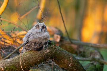 Uhu Küken Jungvogel in freier Wildbahn in der Abendsonne