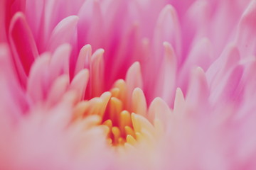 Fototapeta na wymiar Macro Shot Of Pink Flower
