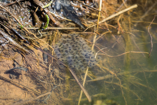 frog caviar in the water. The birth of frog tadpoles in the pond