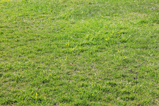 Green grass field pattern in bad condition. Grass texture background in need of maintenance, old used patchy green lawn structure