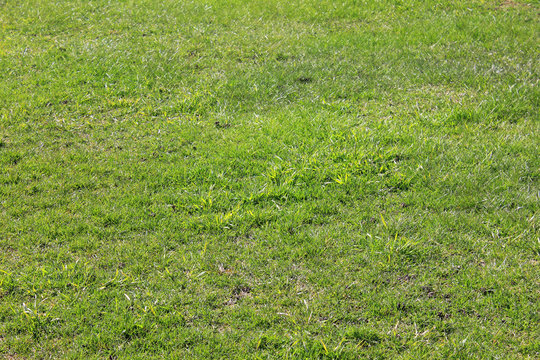 Green grass empty lawn in bad condition. Grass texture background in need of maintenance, damaged patchy green field on sunny day outdoors