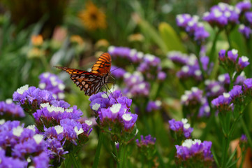 butterfly on flower in field