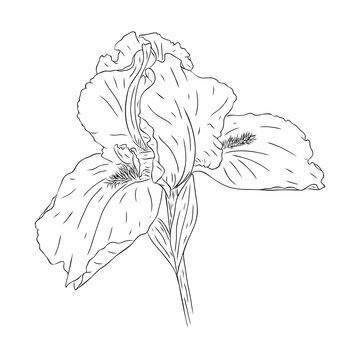 Blooming iris flower. Flower with texture in an outline style. Iris sketch for postcard design. Black and white Botanical vector illustration. Drawn by hand and isolated on a white background.