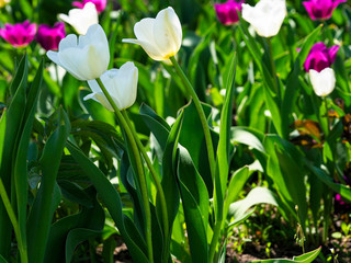 Fototapeta premium Tulips are colorful spring flowers on a Sunny day. Flower beds with bright tulip flowers.