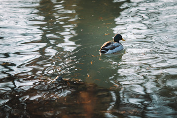 Ducks In The Lake At The Evening With Water Reflections