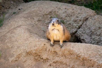 cute prairie dog peeping out of den in rocks 