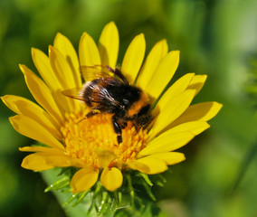 Biene auf Hummel